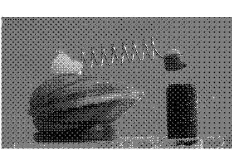 A mussel with an electrical contact hot-glued to its shell